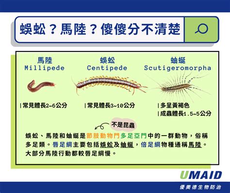 房子出現蜈蚣|家裡出現蜈蚣怎麼辦？防治指南完整教學 